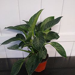 Philodendron 'Birkin' Philodendron 'Birkin'