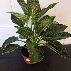 Philodendron 'Birkin' Philodendron 'Birkin'