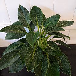 Philodendron 'Birkin' Philodendron 'Birkin'
