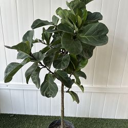 Dwarf Fiddle Leaf Fig Dwarf Fiddle Leaf Fig