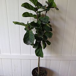 Dwarf Fiddle Leaf Fig Dwarf Fiddle Leaf Fig