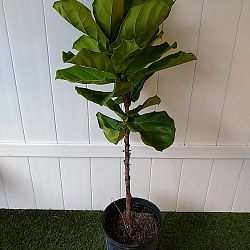 Dwarf Fiddle Leaf Fig Dwarf Fiddle Leaf Fig