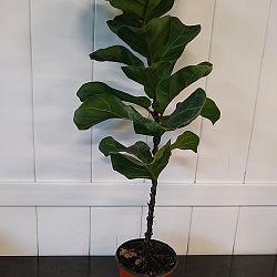 Dwarf Fiddle Leaf Fig Dwarf Fiddle Leaf Fig