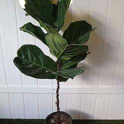 Dwarf Fiddle Leaf Fig Dwarf Fiddle Leaf Fig