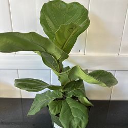 Dwarf Fiddle Leaf Fig Dwarf Fiddle Leaf Fig