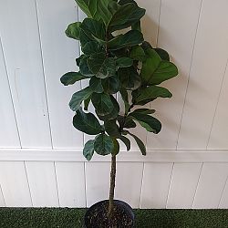 Dwarf Fiddle Leaf Fig Dwarf Fiddle Leaf Fig