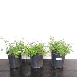 White Lantana camara White Lantana camara