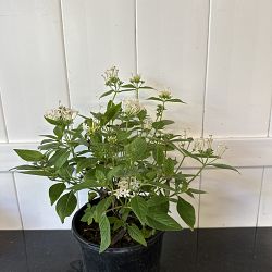 White Lantana camara White Lantana camara