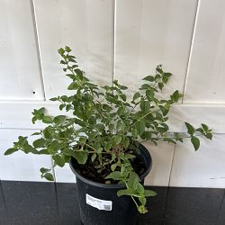 White Lantana camara White Lantana camara