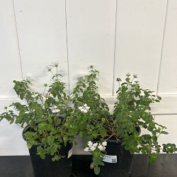 White Lantana camara White Lantana camara