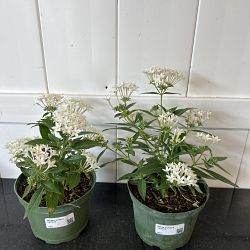 White Lantana camara White Lantana camara