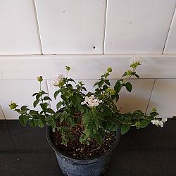 White Lantana camara White Lantana camara