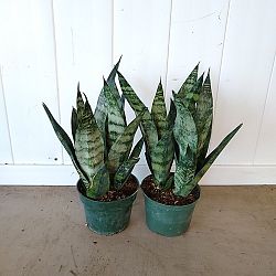 Sansevieria trifasciata 'Frozen' Sansevieria trifasciata 'Frozen'