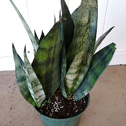 Sansevieria trifasciata 'Frozen' Sansevieria trifasciata 'Frozen'