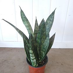 Sansevieria trifasciata 'Frozen' Sansevieria trifasciata 'Frozen'