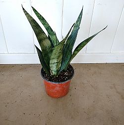 Sansevieria trifasciata 'Frozen' Sansevieria trifasciata 'Frozen'