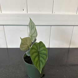 Alocasia Baginda 'Dragon Scale', Elephant Ear Alocasia Baginda 'Dragon Scale', Elephant Ear