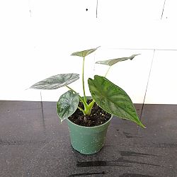 Alocasia Baginda 'Dragon Scale', Elephant Ear Alocasia Baginda 'Dragon Scale', Elephant Ear