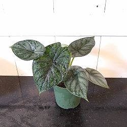 Alocasia Baginda 'Dragon Scale', Elephant Ear Alocasia Baginda 'Dragon Scale', Elephant Ear