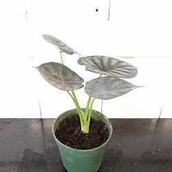 Alocasia Baginda 'Dragon Scale', Elephant Ear Alocasia Baginda 'Dragon Scale', Elephant Ear