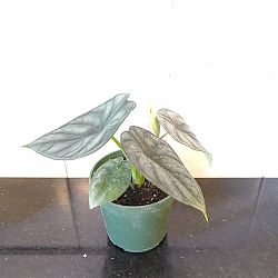 Alocasia Baginda 'Dragon Scale', Elephant Ear Alocasia Baginda 'Dragon Scale', Elephant Ear