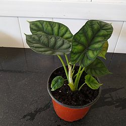 Alocasia Baginda 'Dragon Scale', Elephant Ear Alocasia Baginda 'Dragon Scale', Elephant Ear