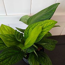 Monstera 'Peru' Monstera 'Peru'