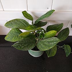 Monstera 'Peru' Monstera 'Peru'