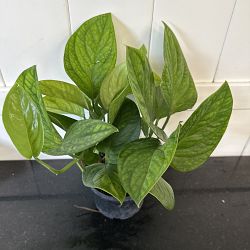 Monstera 'Peru' Monstera 'Peru'