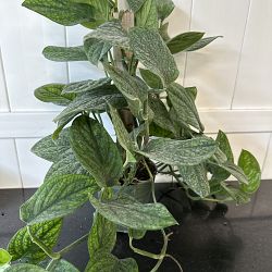 Monstera 'Peru' Monstera 'Peru'