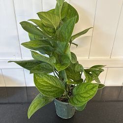 Monstera 'Peru' Monstera 'Peru'