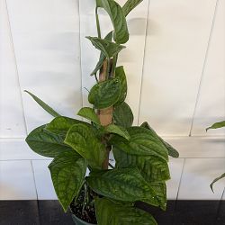 Monstera 'Peru' Monstera 'Peru'