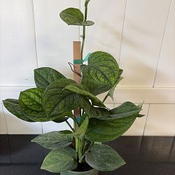 Monstera 'Peru' Monstera 'Peru'