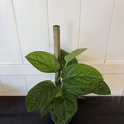 Monstera 'Peru' Monstera 'Peru'