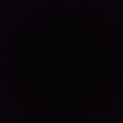 Monstera 'Peru' Monstera 'Peru'