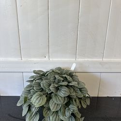 Peperomia 'Frost' Peperomia 'Frost'