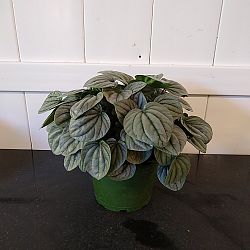 Peperomia 'Frost' Peperomia 'Frost'