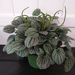 Peperomia 'Frost' Peperomia 'Frost'