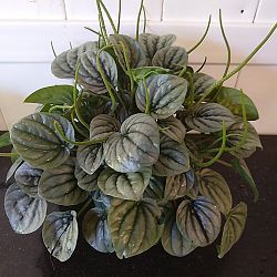 Peperomia 'Frost' Peperomia 'Frost'