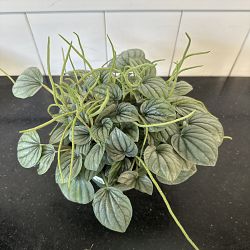 Peperomia 'Frost' Peperomia 'Frost'