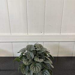 Peperomia 'Frost' Peperomia 'Frost'