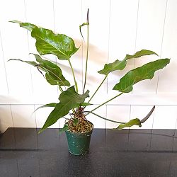Anthurium 'Big Splash' Anthurium 'Big Splash'