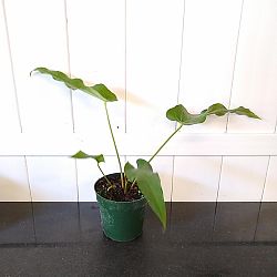 Anthurium 'Big Splash' Anthurium 'Big Splash'