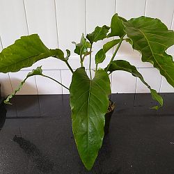 Anthurium 'Big Splash' Anthurium 'Big Splash'
