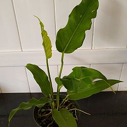 Anthurium 'Big Splash' Anthurium 'Big Splash'