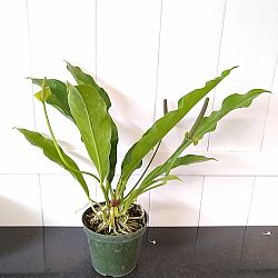Anthurium 'Big Splash' Anthurium 'Big Splash'