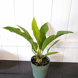 Anthurium 'Big Splash' Anthurium 'Big Splash'
