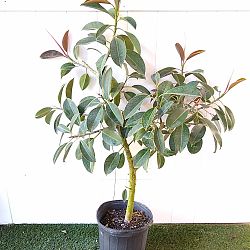 Ficus elastica decora ‘Compacta’ Ficus elastica decora ‘Compacta’