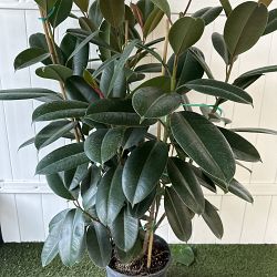 Ficus elastica decora ‘Compacta’ Ficus elastica decora ‘Compacta’