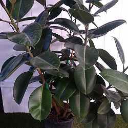 Ficus elastica decora ‘Compacta’ Ficus elastica decora ‘Compacta’